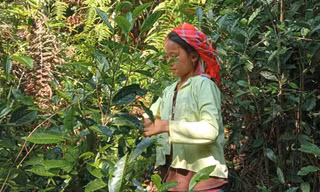 Thanh niên Lô Lô Chải B khởi nghiệp từ chè, góp phần giảm nghèo tại vùng cực Bắc