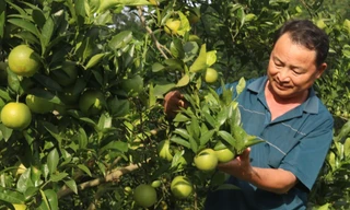 Những vườn cam trĩu quả tạo sinh kế bền vững cho bà con trên vùng núi cao của Tuyên Quang