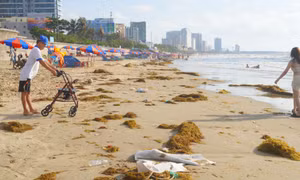 Rong biển dạt vào Bãi Sau Vũng Tàu mỗi ngày, lo ô nhiễm môi trường