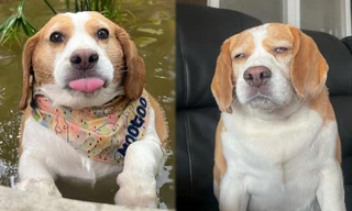 Chú cún khiến triệu người "thả tim" vì biểu cảm đa dạng, "bồng bềnh" quá cưng