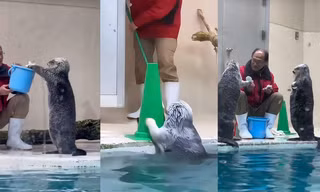 Biệt đội rái cá nhí "tăng ca" ngoài giờ làm ở thủy cung gây sốt cõi mạng