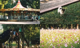 Vì sao Công viên Thống Nhất đang trở thành điểm check-in "gây thương nhớ"?