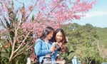 Mai anh đào nở rộ, buôn làng thành điểm check-in hút giới trẻ