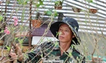 Người trồng đào Tết 'nín thở' canh thời tiết, canh hoa nở