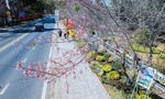 Dự kiến, chỉ khoảng 2-3 ngày nữa, mai anh đào trên tuyến đường này sẽ nở rộ.