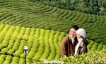 Giới trẻ nườm nượp check-in đồi chè Cầu Đất 