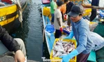 Tàu thuyền tôm cá đầy khoang nườm nượp cập cảng Phan Thiết ngày áp Tết