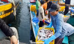 Tàu thuyền tôm cá đầy khoang nườm nượp cập cảng Phan Thiết ngày áp Tết