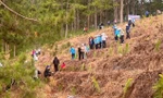 Lâm Đồng trồng mới hàng nghìn cây xanh bảo vệ môi trường