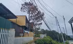 Nhiều cây thông cổ thụ ở Lâm Đồng chết khô 