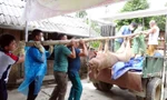 Tuyên Quang: Dịch tả lợn châu Phi lan rộng, lập tổ phản ứng nhanh