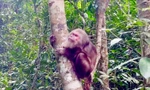 Cá thể khỉ mặt đỏ được thả về môi trường tự nhiên.