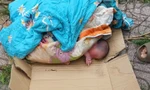 Bé gái bị bỏ rơi trong thùng giấy ven đường.