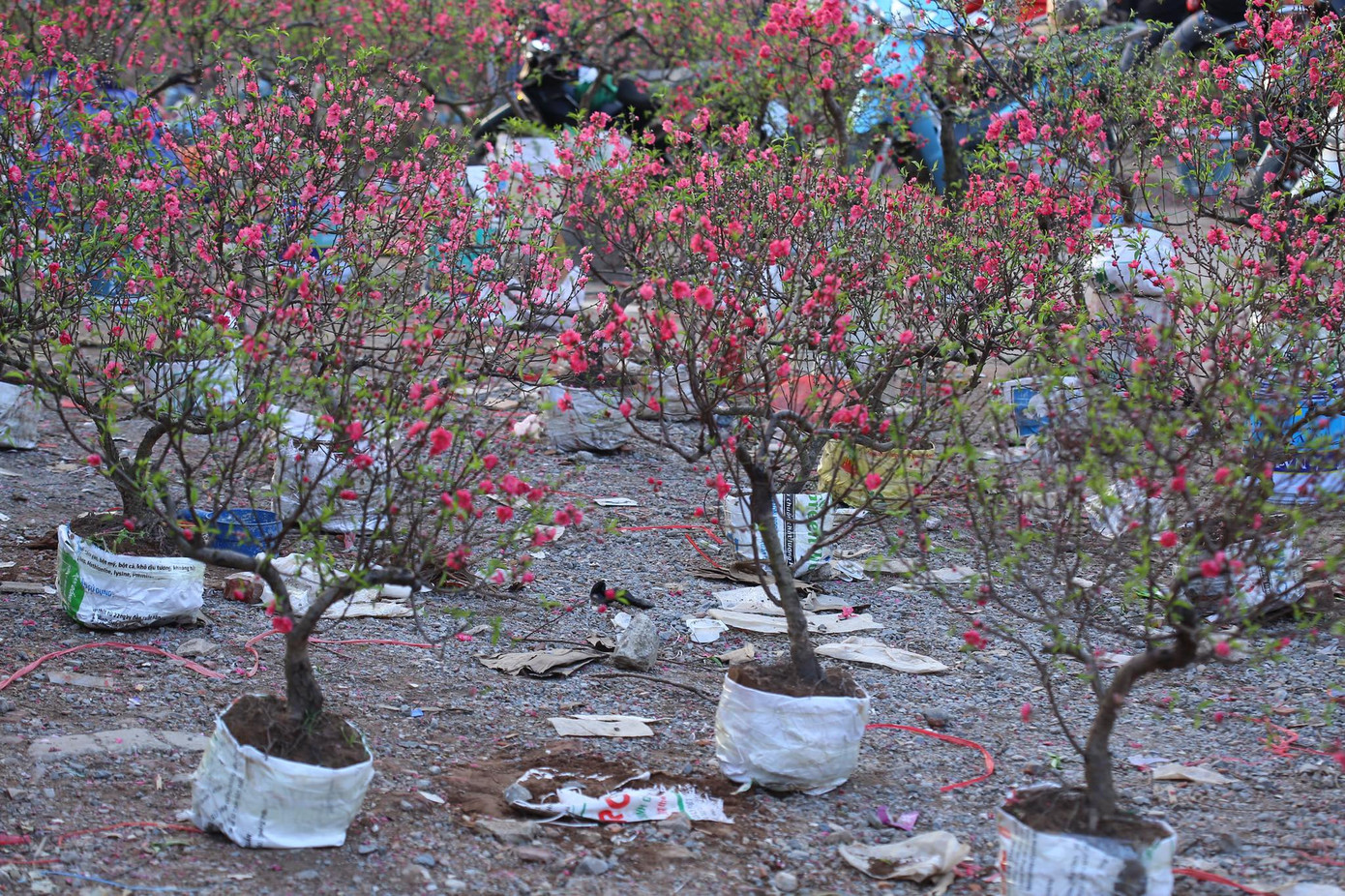 Chiều 30 Tết, đào rừng dán tem thành củi khô, quất bán 'đại hạ giá' ảnh 9