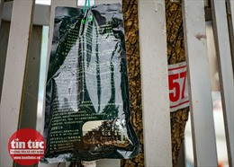 Truyền dịch cứu hàng sưa đỏ trên đường Nguyễn Văn Huyên, Hà Nội