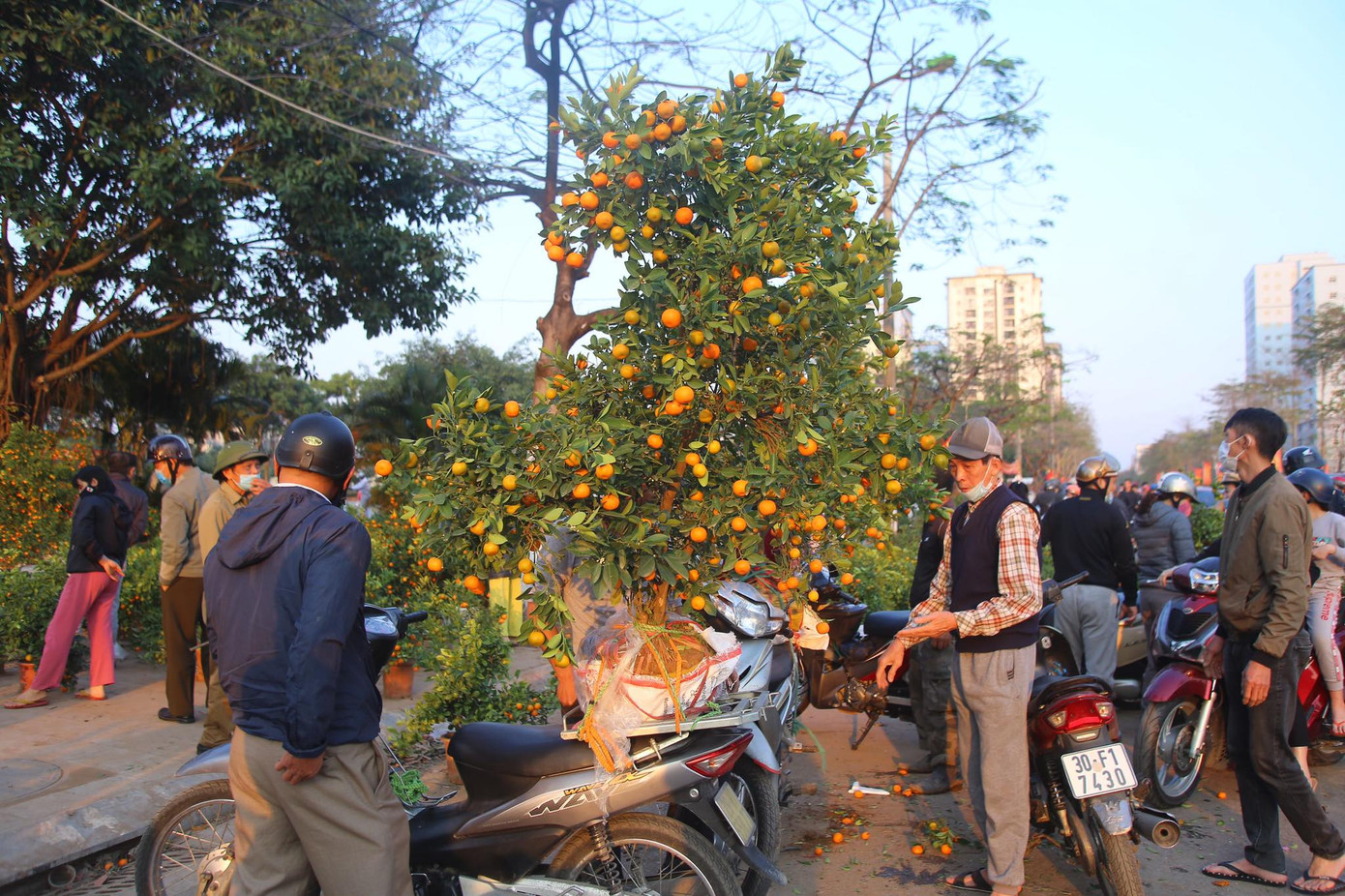 Chiều 30 Tết, đào rừng dán tem thành củi khô, quất bán 'đại hạ giá' ảnh 6