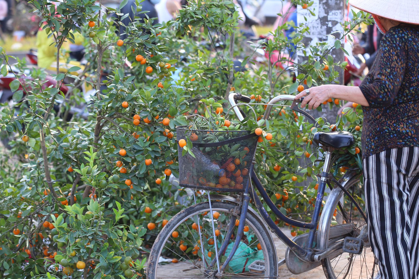 Chiều 30 Tết, đào rừng dán tem thành củi khô, quất bán 'đại hạ giá' ảnh 8