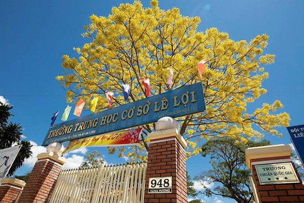 Cây phượng vàng độc đáo ra hoa giữa mùa Đông khiến học trò mê mẩn ảnh 1