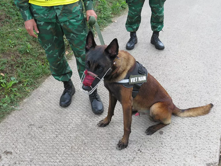 Chó nghiệp vụ Việt Nam lần đầu tham gia 'Người bạn trung thành' tại ARMY-2020 ảnh 5