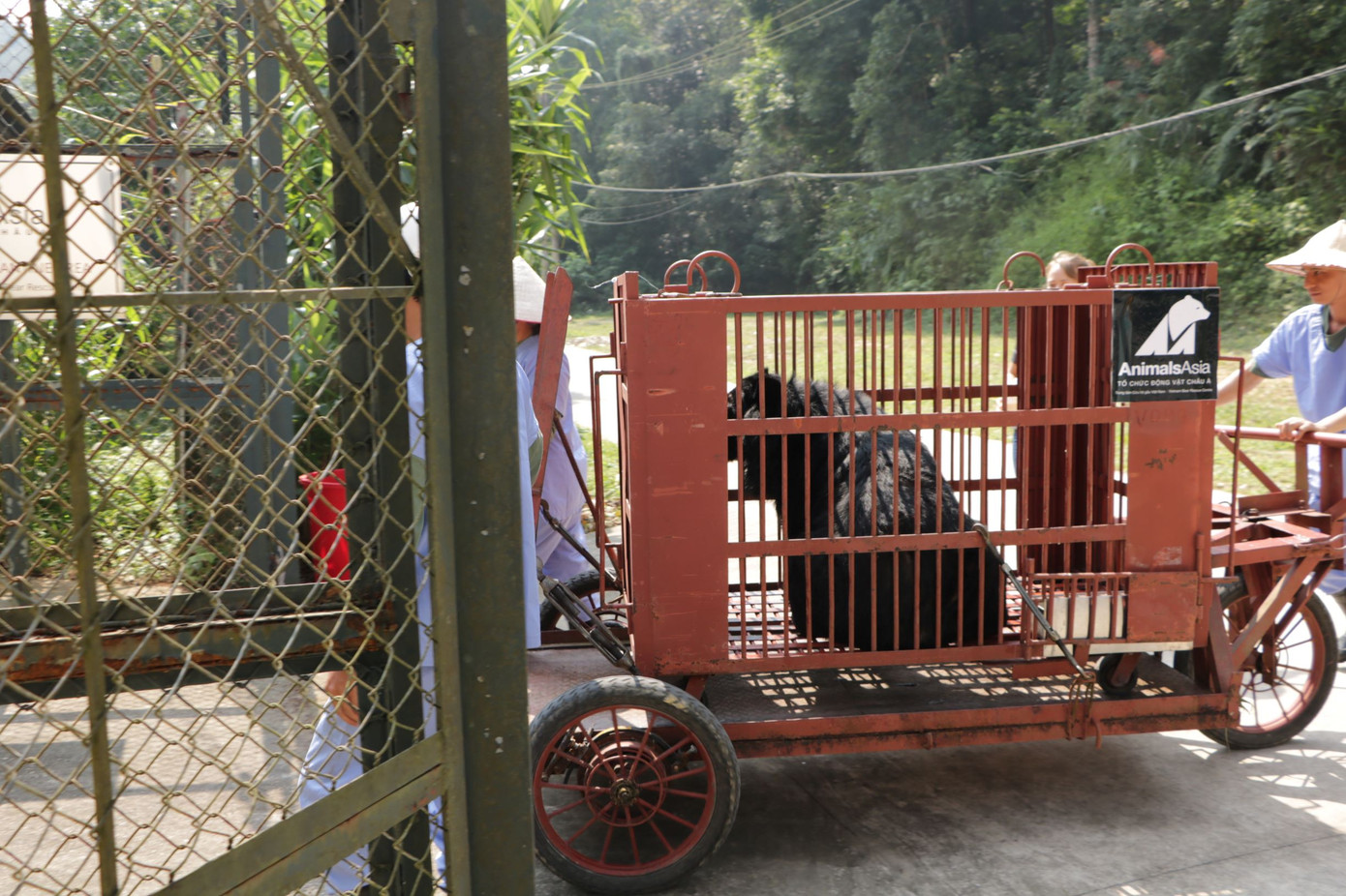 Cứu hộ gấu ngựa 10 tuổi tại trường Xiếc Hà Nội ảnh 1