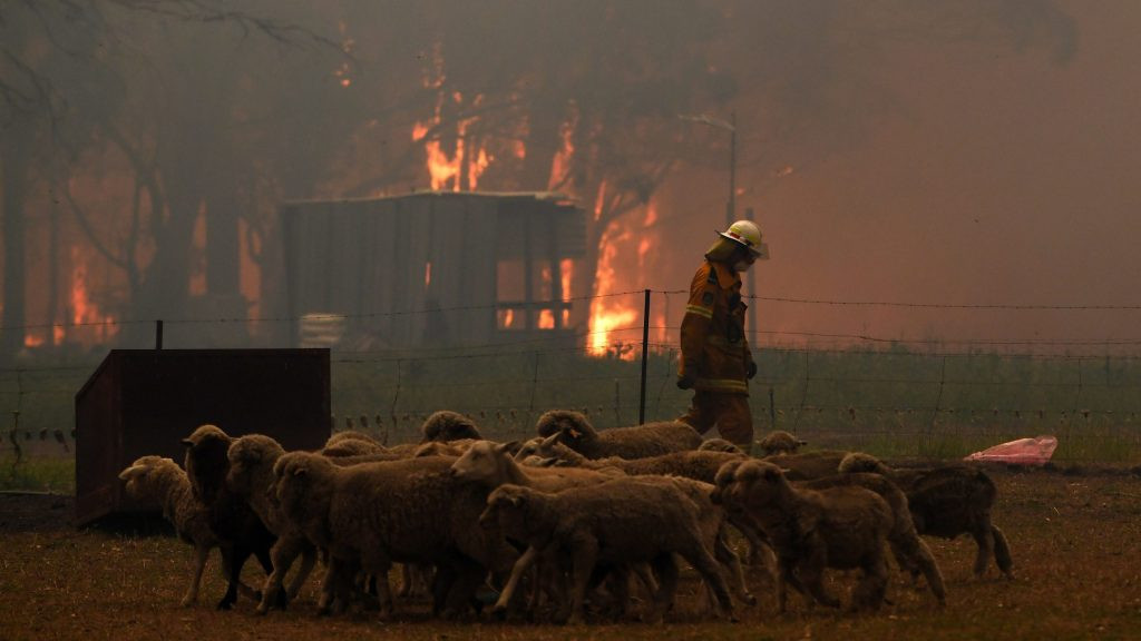Gần nửa tỷ động vật có vú, chim và bò sát chết thảm trong vụ cháy rừng ở Úc ảnh 2