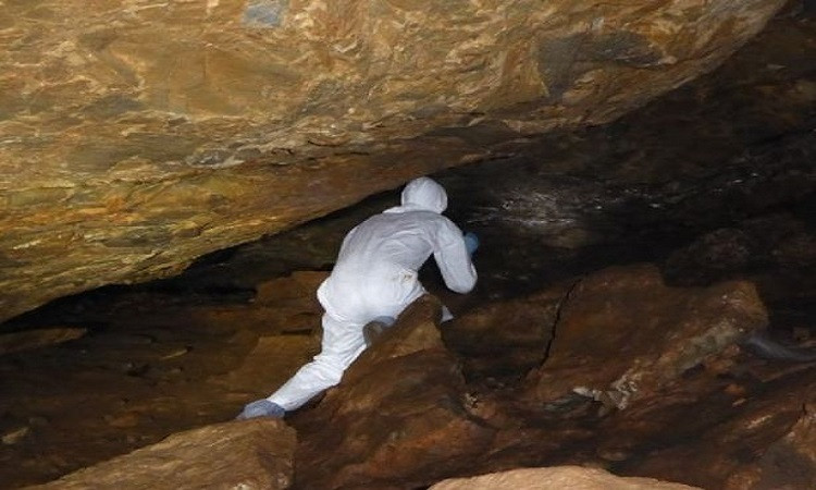 Hang dơi bí mật có thể hé lộ nguồn gốc Covid-19 ảnh 2