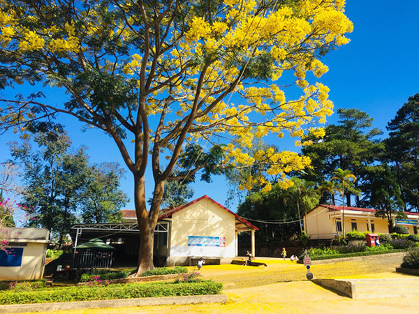 Cây phượng vàng độc đáo ra hoa giữa mùa Đông khiến học trò mê mẩn ảnh 2