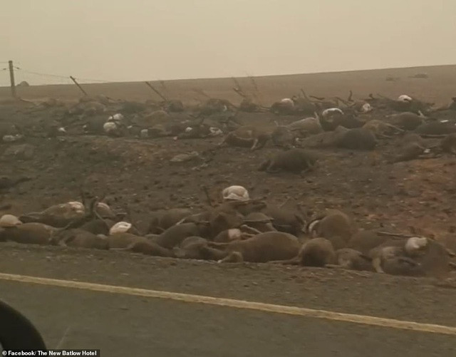 Gần nửa tỷ động vật có vú, chim và bò sát chết thảm trong vụ cháy rừng ở Úc ảnh 10