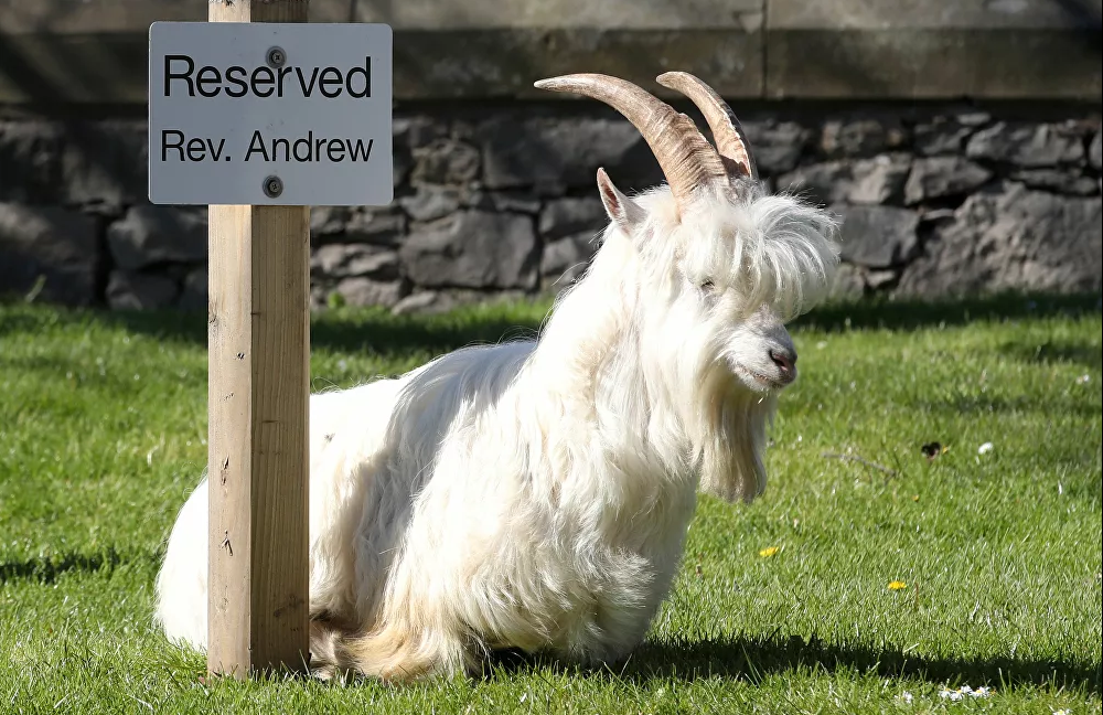 Vương quốc Anh: Thời dịch COVID-19, thành phố tan hoang vì dê núi ảnh 13