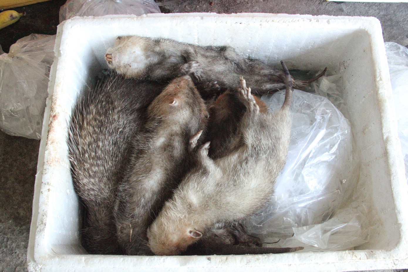 Quảng Trị: Thú rừng chết dần trong kho hải quan do vướng thẩm quyền xử lý ảnh 4