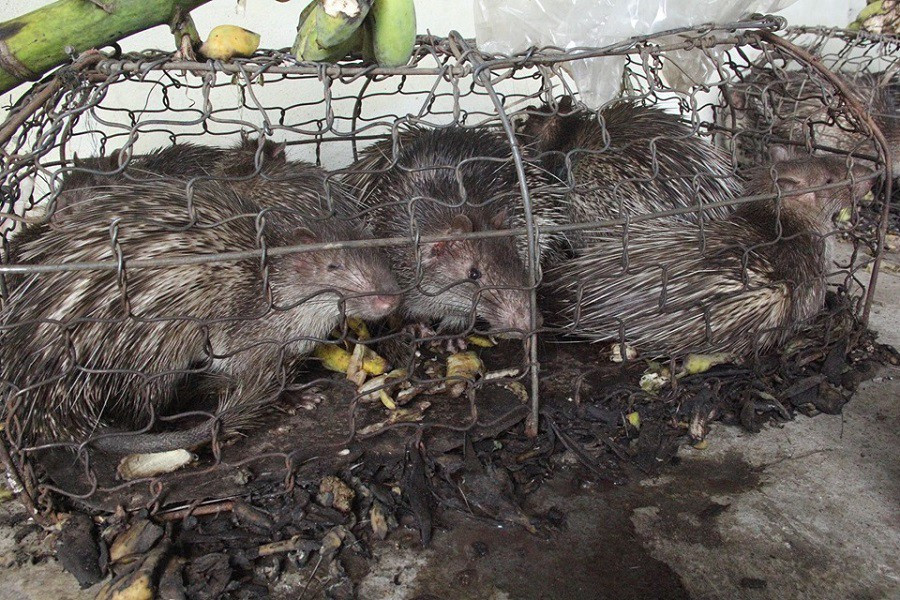 Quảng Trị: Thú rừng chết dần trong kho hải quan do vướng thẩm quyền xử lý ảnh 2