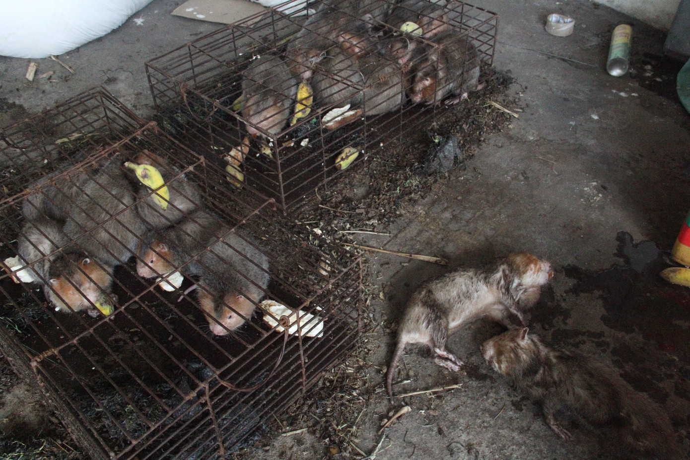 Quảng Trị: Thú rừng chết dần trong kho hải quan do vướng thẩm quyền xử lý ảnh 3