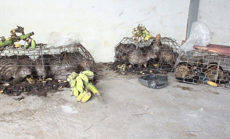 Quảng Trị: Thú rừng chết dần trong kho hải quan do vướng thẩm quyền xử lý ảnh 1
