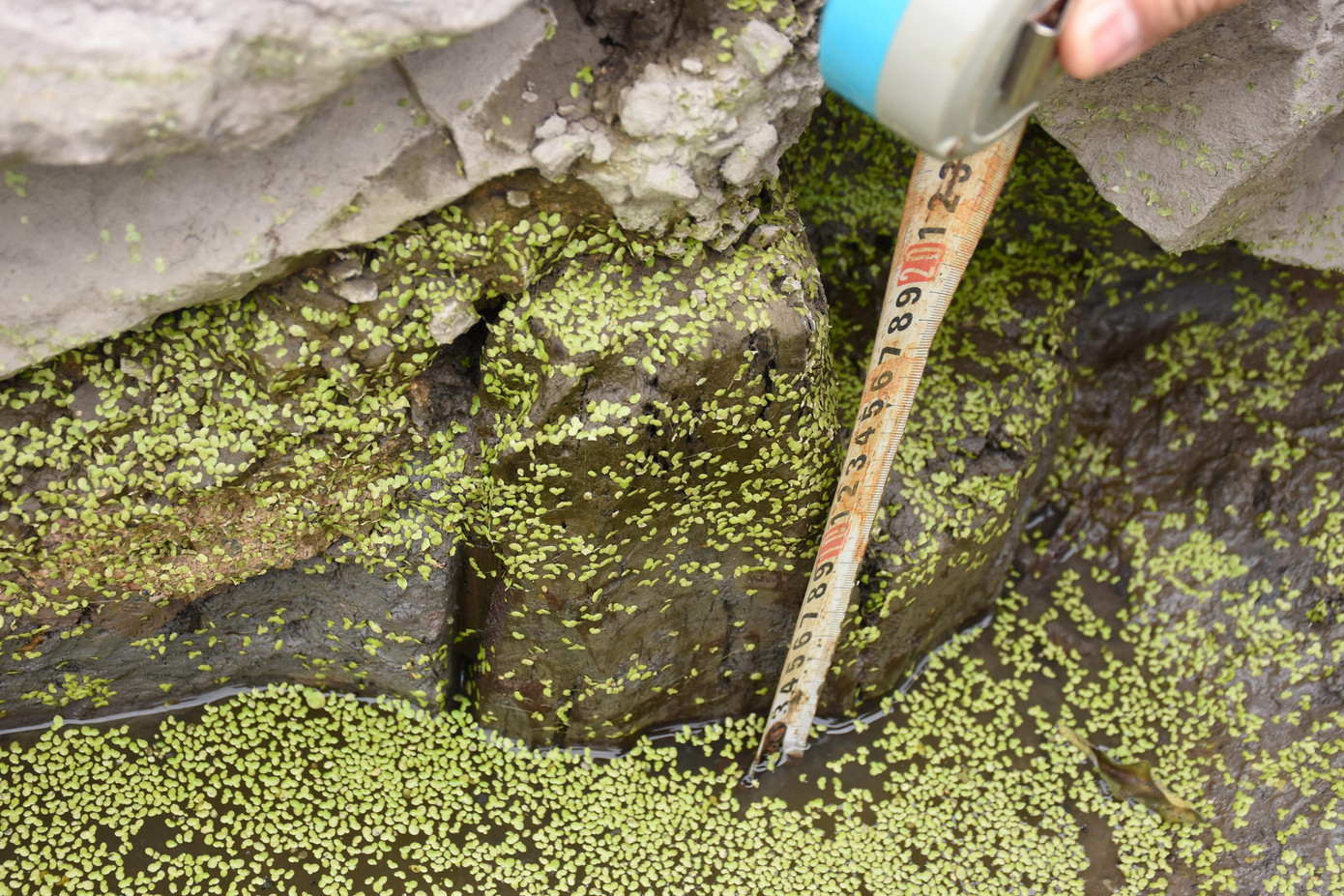 Cận cảnh bãi cọc nghi liên quan đến trận Bạch Đằng mới phát lộ ảnh 4