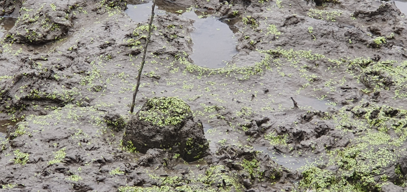 Cận cảnh bãi cọc nghi liên quan đến trận Bạch Đằng mới phát lộ ảnh 3