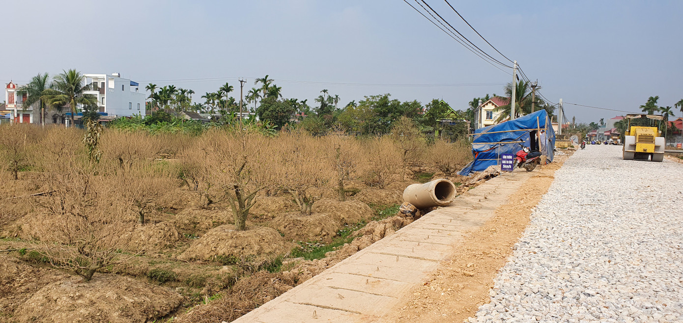 Vụ hơn 1 nghìn gốc đào tết bị bụi phủ trắng xóa: hỗ trợ mỗi cây 50 nghìn đồng ảnh 3