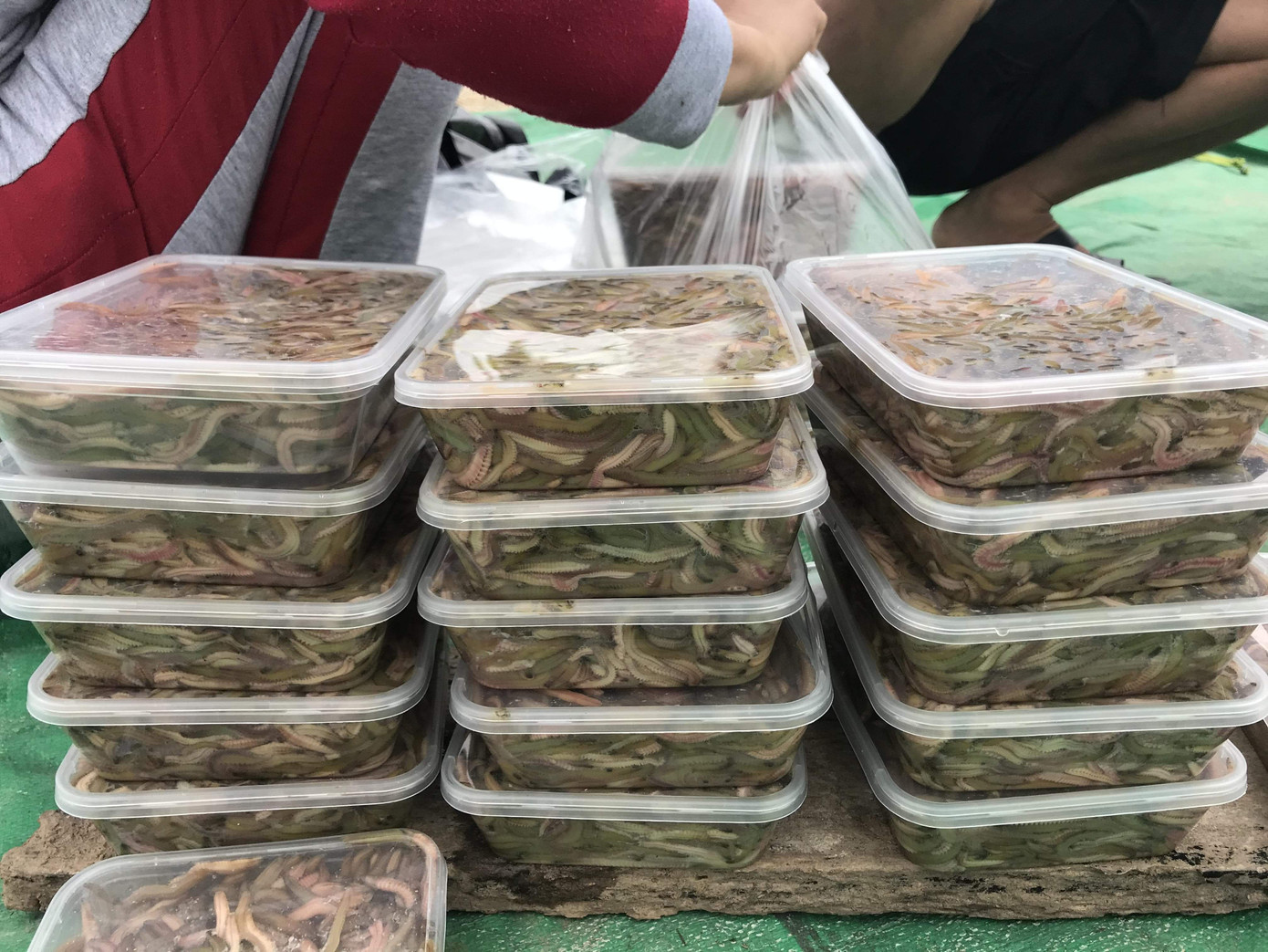 Nghề 'săn lộc trời' kiếm hàng chục triệu mỗi ngày ở Hải Phòng ảnh 8