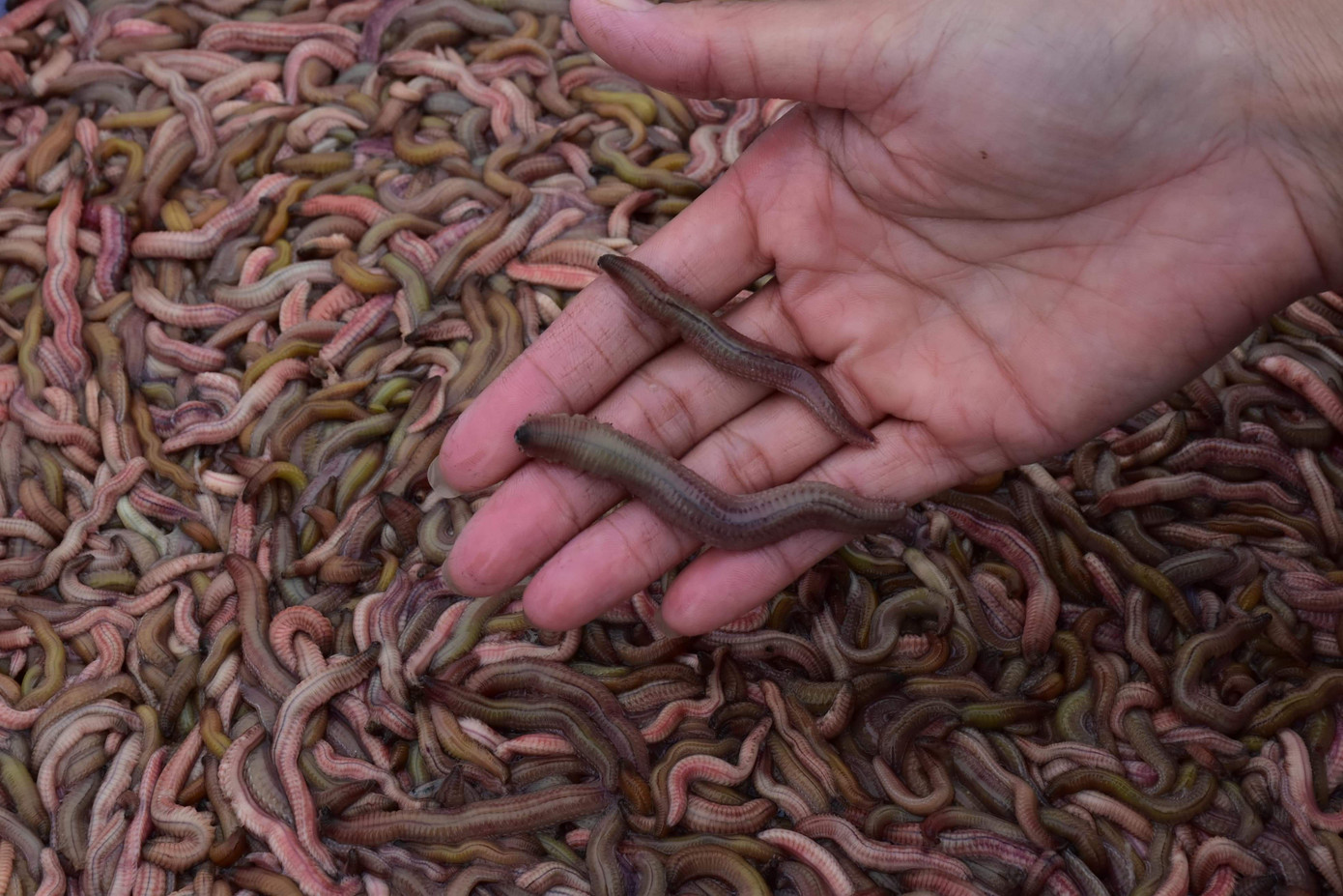 Nghề 'săn lộc trời' kiếm hàng chục triệu mỗi ngày ở Hải Phòng ảnh 7