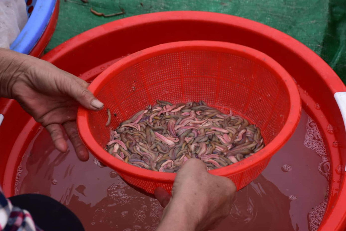 Nghề 'săn lộc trời' kiếm hàng chục triệu mỗi ngày ở Hải Phòng ảnh 3