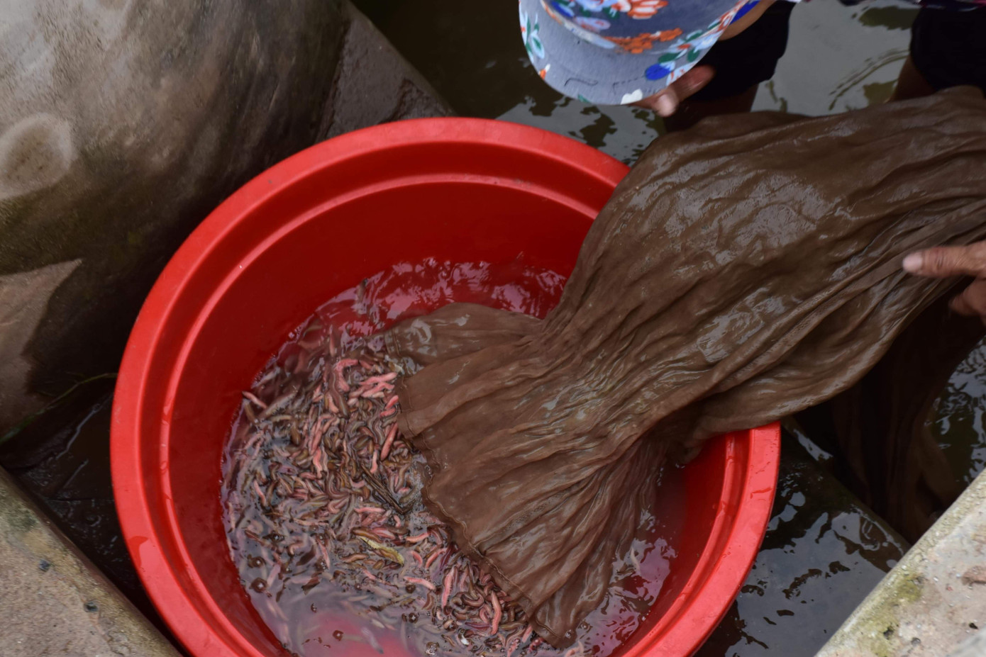 Nghề 'săn lộc trời' kiếm hàng chục triệu mỗi ngày ở Hải Phòng ảnh 6