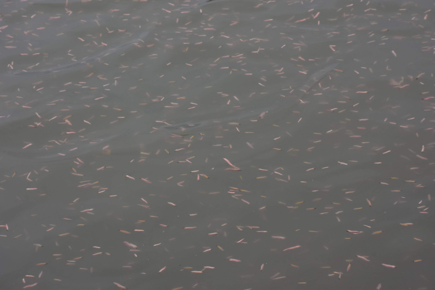 Nghề 'săn lộc trời' kiếm hàng chục triệu mỗi ngày ở Hải Phòng ảnh 4