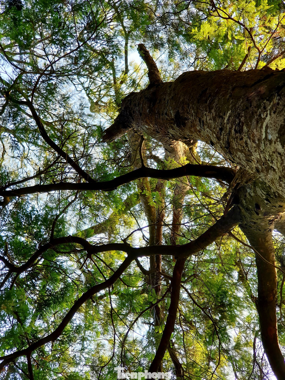 Độc đáo hàng cây trồng cổ nhất Việt Nam giữa non thiêng Yên Tử ảnh 7