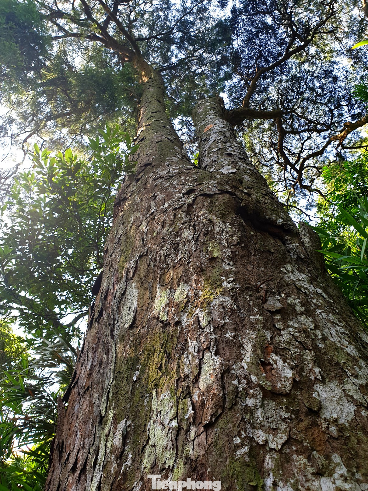 Độc đáo hàng cây trồng cổ nhất Việt Nam giữa non thiêng Yên Tử ảnh 5