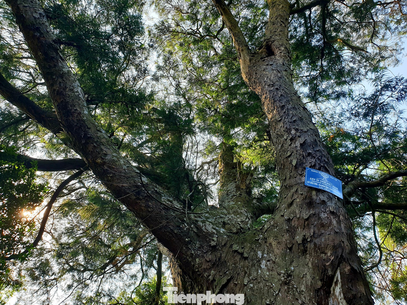 Độc đáo hàng cây trồng cổ nhất Việt Nam giữa non thiêng Yên Tử ảnh 3