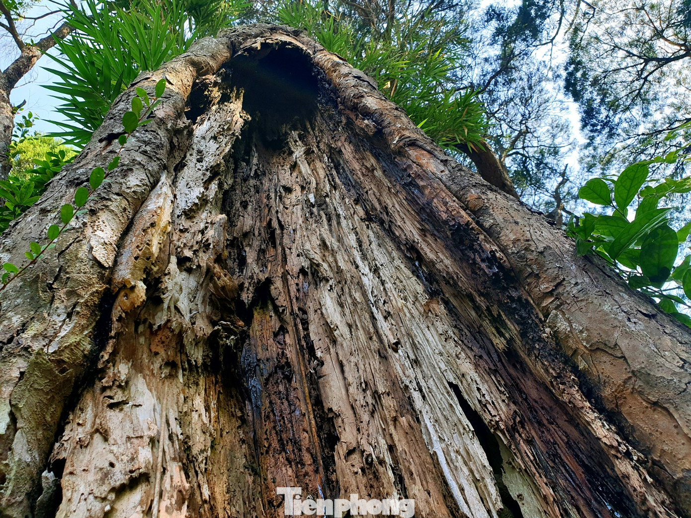 Độc đáo hàng cây trồng cổ nhất Việt Nam giữa non thiêng Yên Tử ảnh 8