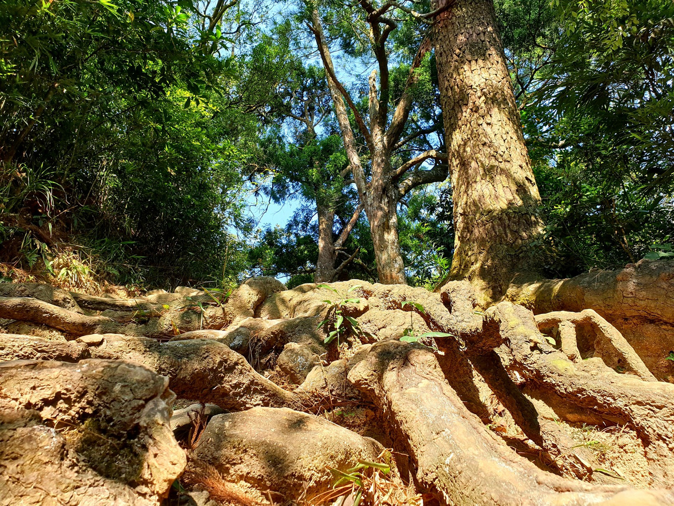 Độc đáo hàng cây trồng cổ nhất Việt Nam giữa non thiêng Yên Tử ảnh 6