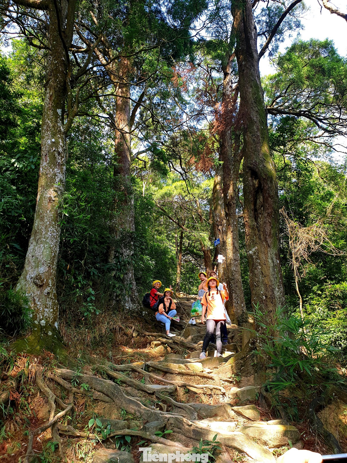 Độc đáo hàng cây trồng cổ nhất Việt Nam giữa non thiêng Yên Tử ảnh 1