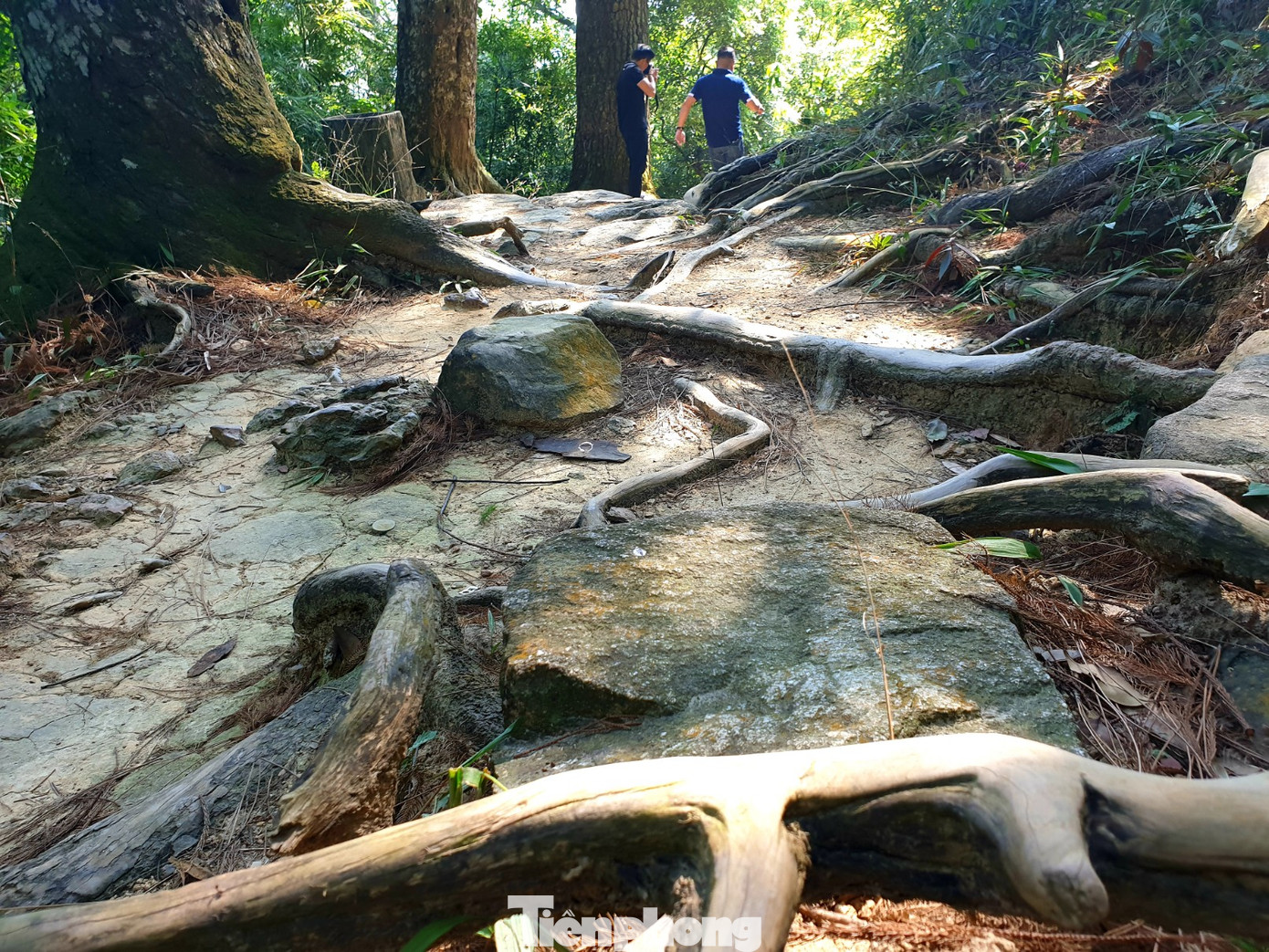 Độc đáo hàng cây trồng cổ nhất Việt Nam giữa non thiêng Yên Tử ảnh 4