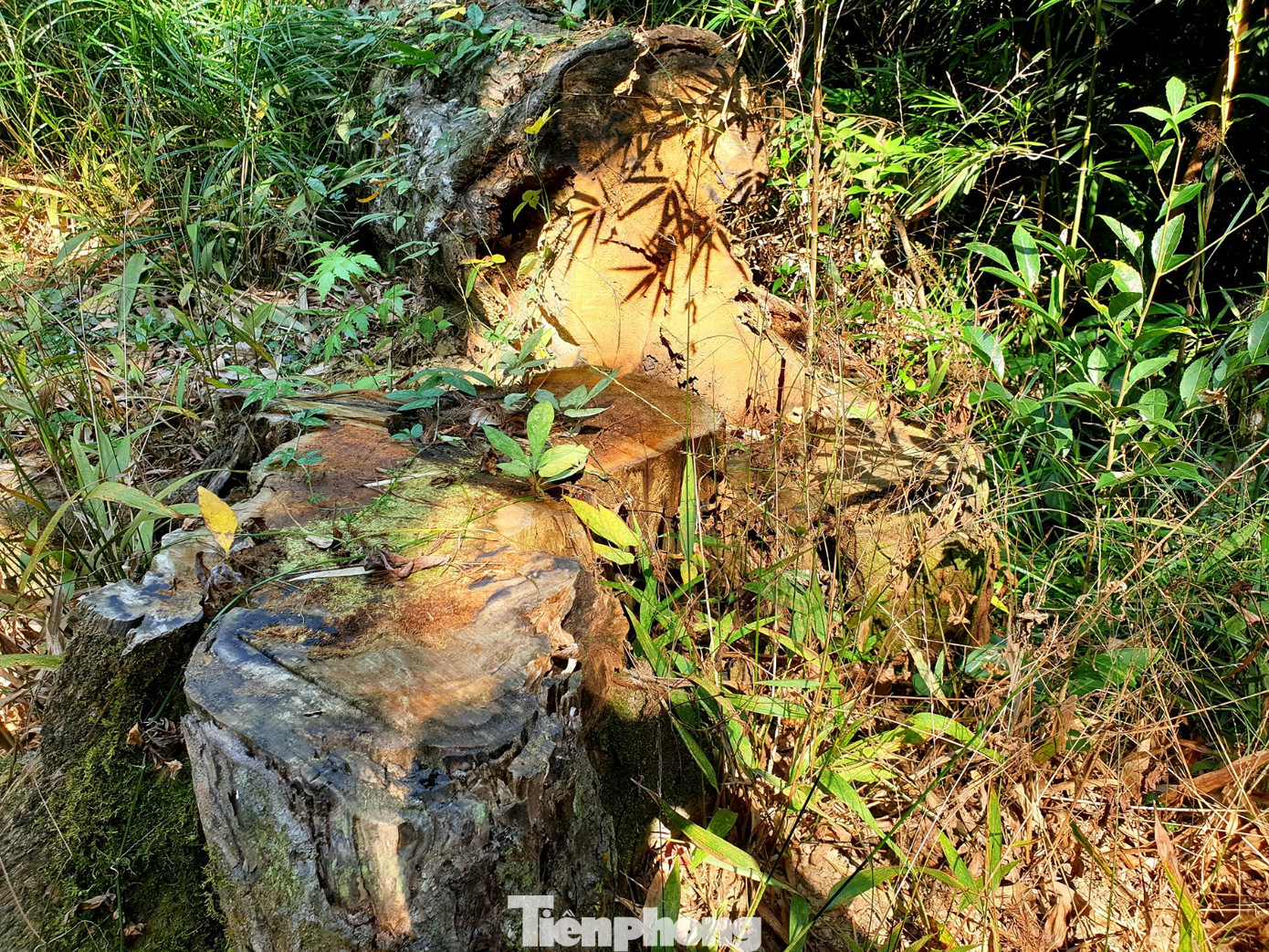 Độc đáo hàng cây trồng cổ nhất Việt Nam giữa non thiêng Yên Tử ảnh 10