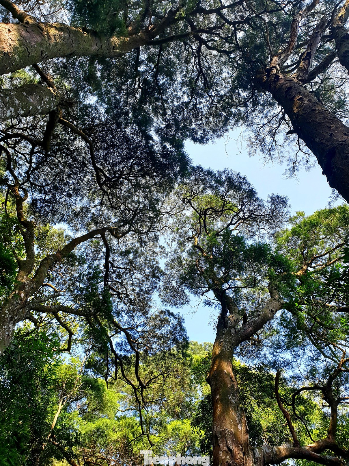 Độc đáo hàng cây trồng cổ nhất Việt Nam giữa non thiêng Yên Tử ảnh 11